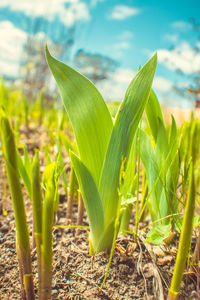 Close-up of fresh green plant on field