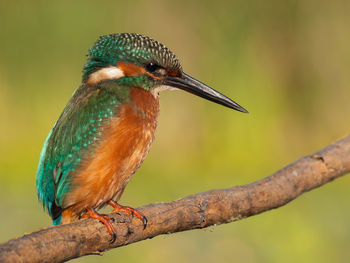 Close-up of kingfisher perching on branch