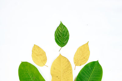 Close-up of leaves against white background