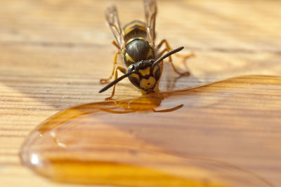 High angle view of bee on table