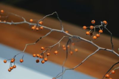 Close-up of berries growing on tree