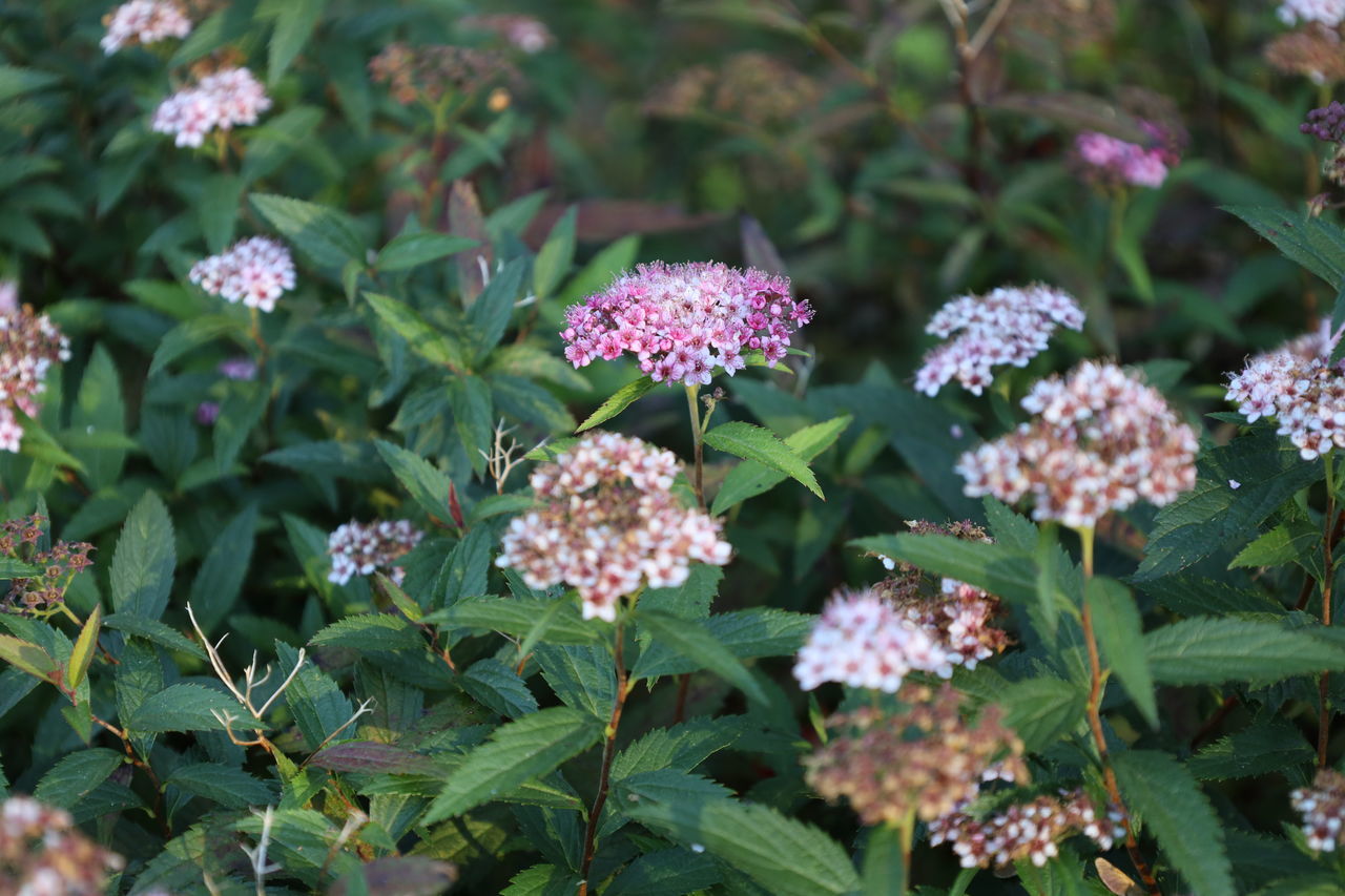 CLOSE-UP OF WHITE FLOWERING PLANTS