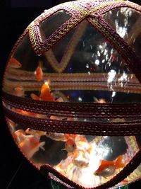 Close-up of illuminated fish tank