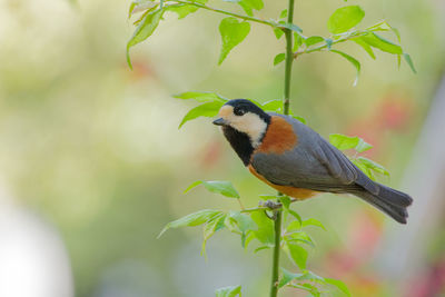 Close-up of bird perching on plant