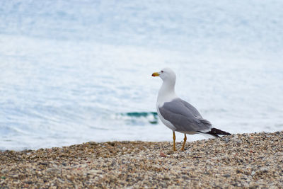 Seagull perching on beach against sky