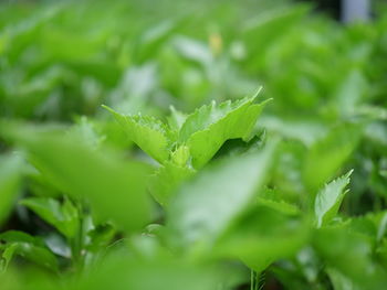 Close-up of raindrops on leaves