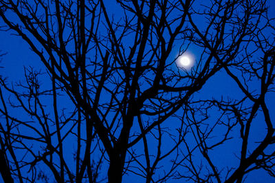 Low angle view of bare tree against blue sky