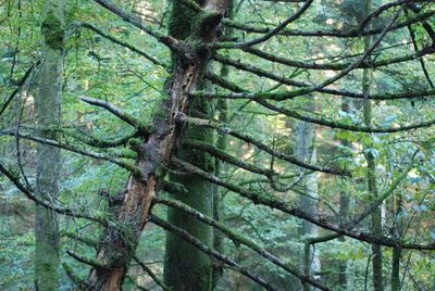 Low angle view of tree in forest