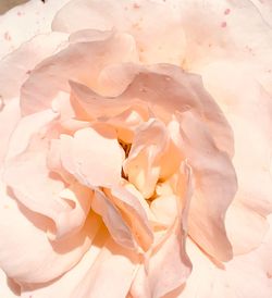 Full frame shot of white rose