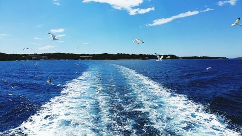 Seagull flying over sea against blue sky