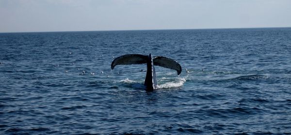 Whale swimming in sea against sky