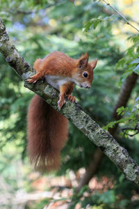 Red squirrel