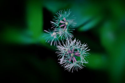 Close-up of purple flower