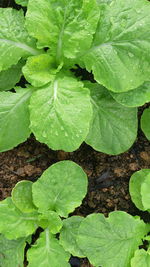 High angle view of fresh green leaves on plant at field