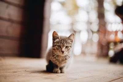 Portrait of kitten on floor