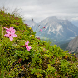 Close-up of pink flowers