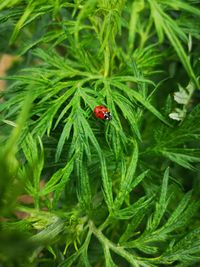 High angle view of ladybug on leaf