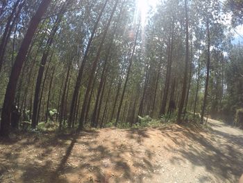 Trees in forest