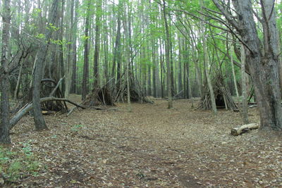 View of trees in forest