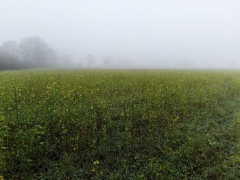 Scenic view of field against sky during foggy weather