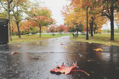Autumn leaves on fallen tree at park