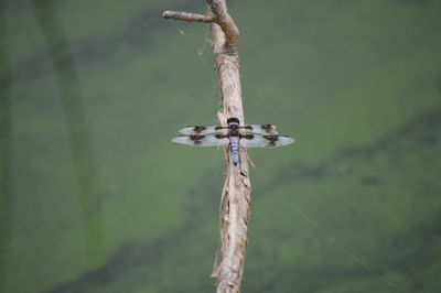 Close-up of damselfly on plant