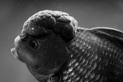 Black and white photo of a black oranda goldfish