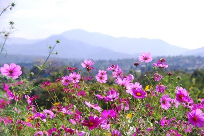 Close-up of pink flowers