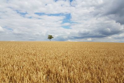 Scenic view of agricultural field against cloudy sky