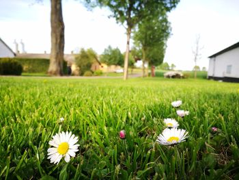 Close-up of flowers blooming on field