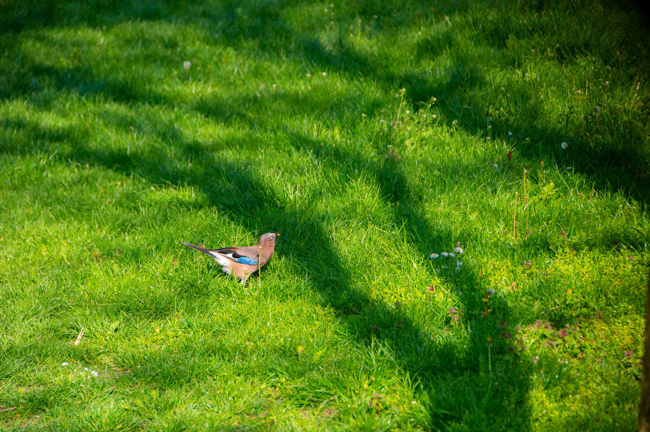 HIGH ANGLE VIEW OF KITE ON FIELD