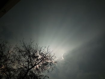 Low angle view of silhouette tree against sky at dusk