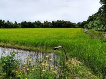 Scenic view of field against sky