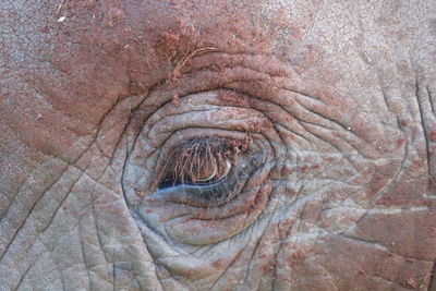 Close-up of elephant