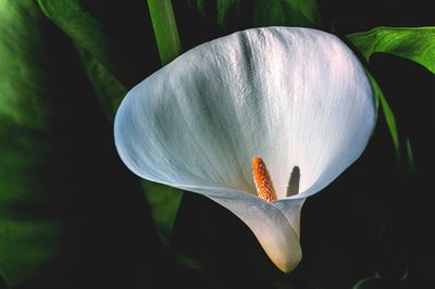 Close-up of white calla lily