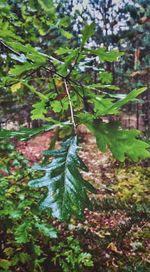 Close-up of leaves on branch