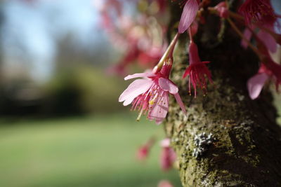 Close-up of pink cherry blossoms