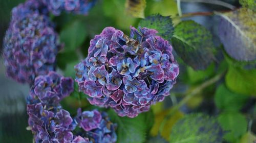 Close-up of purple hydrangea blooming outdoors