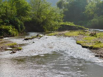 View of river flowing through forest