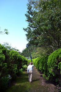 Rear view of man walking by trees against sky