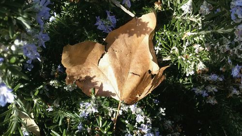 Close-up of plant