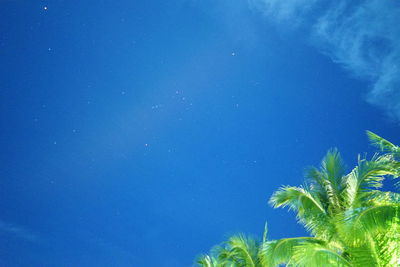 Low angle view of palm trees against blue sky