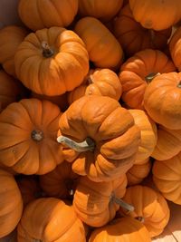 Pumpkins patch market