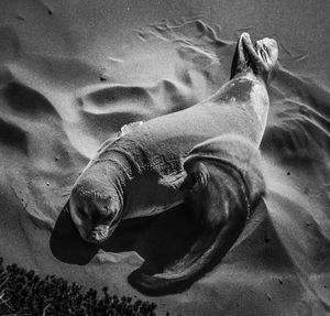 High angle view of cat relaxing on sand
