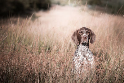 Portrait of dog on field