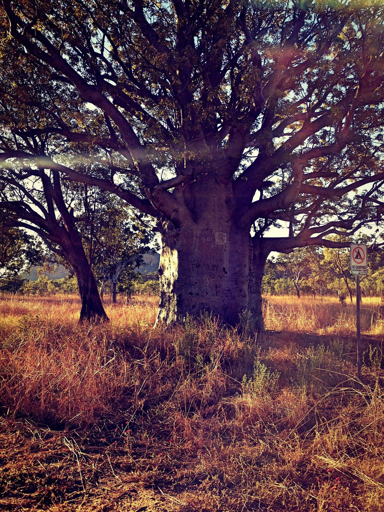 Boab tree