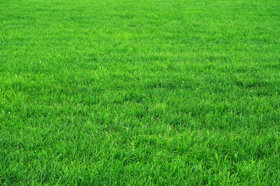 Full frame shot of green field