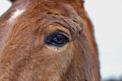 Close-up portrait of a horse