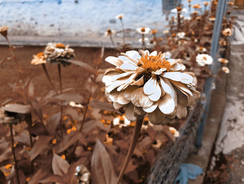 Close-up of white flowering plant