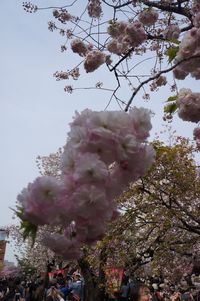 Low angle view of cherry blossoms against sky